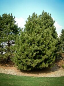 Сосна Чёрная (Pinus Nigra) купить по цене от 270.00р. в интернет-магазине «Посадика» с доставкой почтой в в Новороссийске и по всей России – [изображение №1].