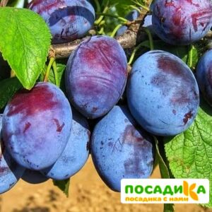 Слива Чачакская ранняя купить по цене от 229.00р. в интернет-магазине «Посадика» с доставкой почтой в в Новороссийске и по всей России – [изображение №1].