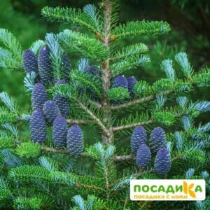 Пихта корейская (Abies koreana) купить по цене от 450.00р. в интернет-магазине «Посадика» с доставкой почтой в в Новороссийске и по всей России – [изображение №1].