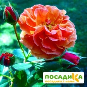 Роза Арабия купить по цене от 350.00р. в интернет-магазине «Посадика» с доставкой почтой в в Новороссийске и по всей России – [изображение №1].