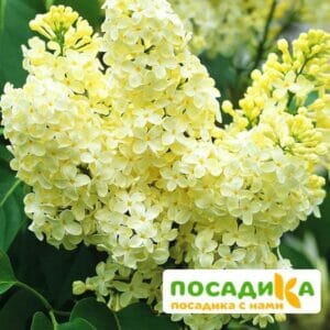 Сирень Примроуз (Primrose) купить по цене от 529.00р. в интернет-магазине «Посадика» с доставкой почтой в в Новороссийске и по всей России – [изображение №1].