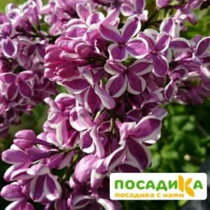 Сирень Сенсация купить по цене от 529.00р. в интернет-магазине «Посадика» с доставкой почтой в в Новороссийске и по всей России – [изображение №1].