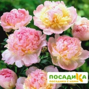 Пион Распберри Сандей (Paeonia Raspberry Sundae) купить по цене от 959р. в интернет-магазине «Посадика» с доставкой почтой в в Новороссийске и по всей России – [изображение №1].