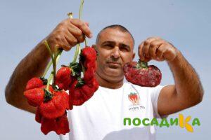 Клубника Гигант Джорнея купить по цене от 266р. в интернет-магазине «Посадика» с доставкой почтой в в Новороссийске и по всей России – [изображение №1].