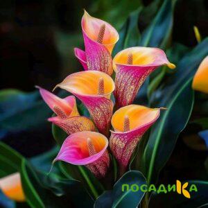 Калла Оникс купить по цене от 450р. в интернет-магазине «Посадика» с доставкой почтой в в Новороссийске и по всей России – [изображение №1].