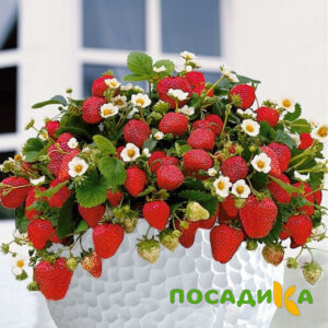 Клубника Рубиновый Шепот (горшечная) купить по цене от 240р. в интернет-магазине «Посадика» с доставкой почтой в в Новороссийске и по всей России – [изображение №1].