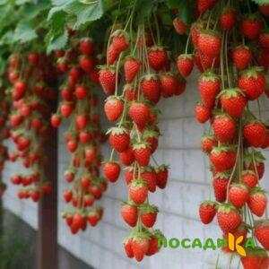 Клубника вьющаяся Комплимент купить по цене от 470р. в интернет-магазине «Посадика» с доставкой почтой в в Новороссийске и по всей России – [изображение №1].