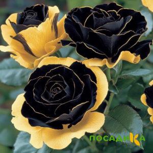 Роза Ханни Сикл купить по цене от 700р. в интернет-магазине «Посадика» с доставкой почтой в в Новороссийске и по всей России – [изображение №1].