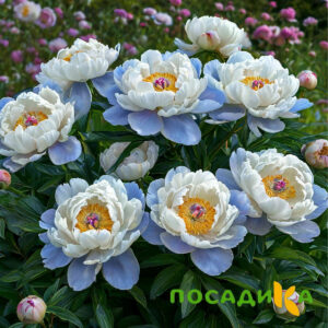 Пион акварельный Этюд купить по цене от 806р. в интернет-магазине «Посадика» с доставкой почтой в в Новороссийске и по всей России – [изображение №1].