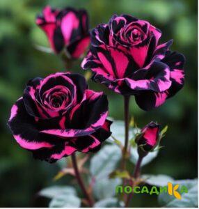 Роза Багровый Шепот купить по цене от 366р. в интернет-магазине «Посадика» с доставкой почтой в в Новороссийске и по всей России – [изображение №1].