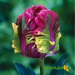 Тюльпан Экзотик Хэвен купить по цене от 186р. в интернет-магазине «Посадика» с доставкой почтой в в Новороссийске и по всей России – [изображение №1].